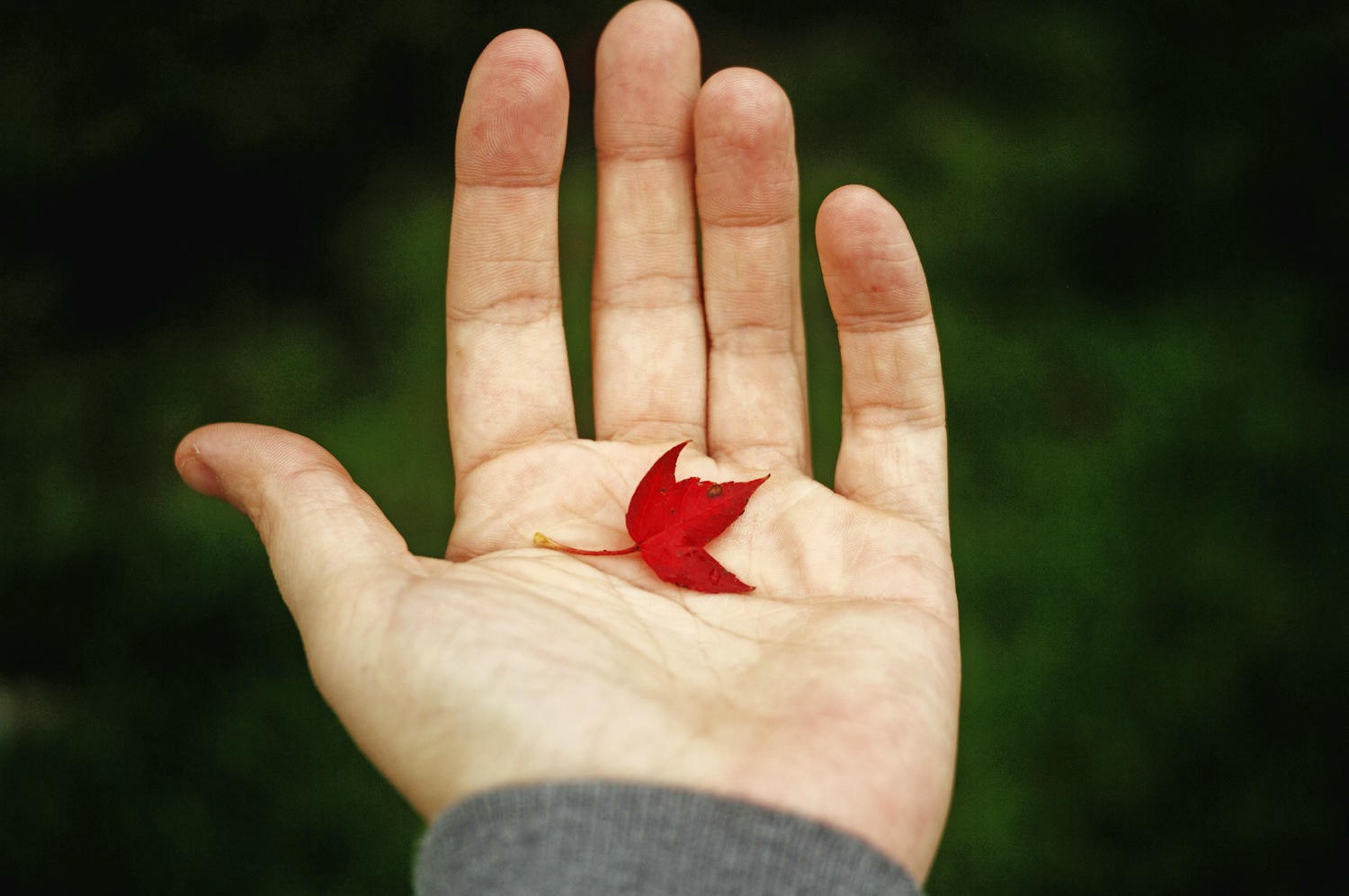 為何不需要算命?小心命越算越薄 - 第1張圖 person holding red leaf