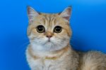 orange tabby cat with blue background